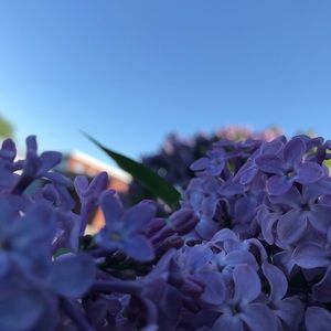 Meet your Posher, Lilly